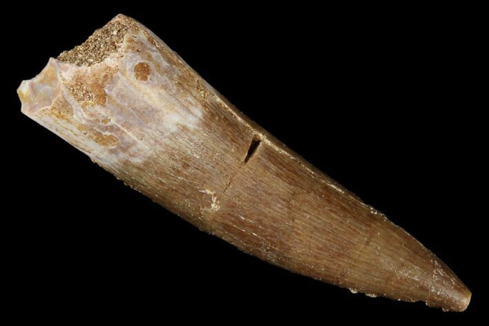 Fossil Plesiosaur (Zarafasaura) Tooth - Morocco #176924